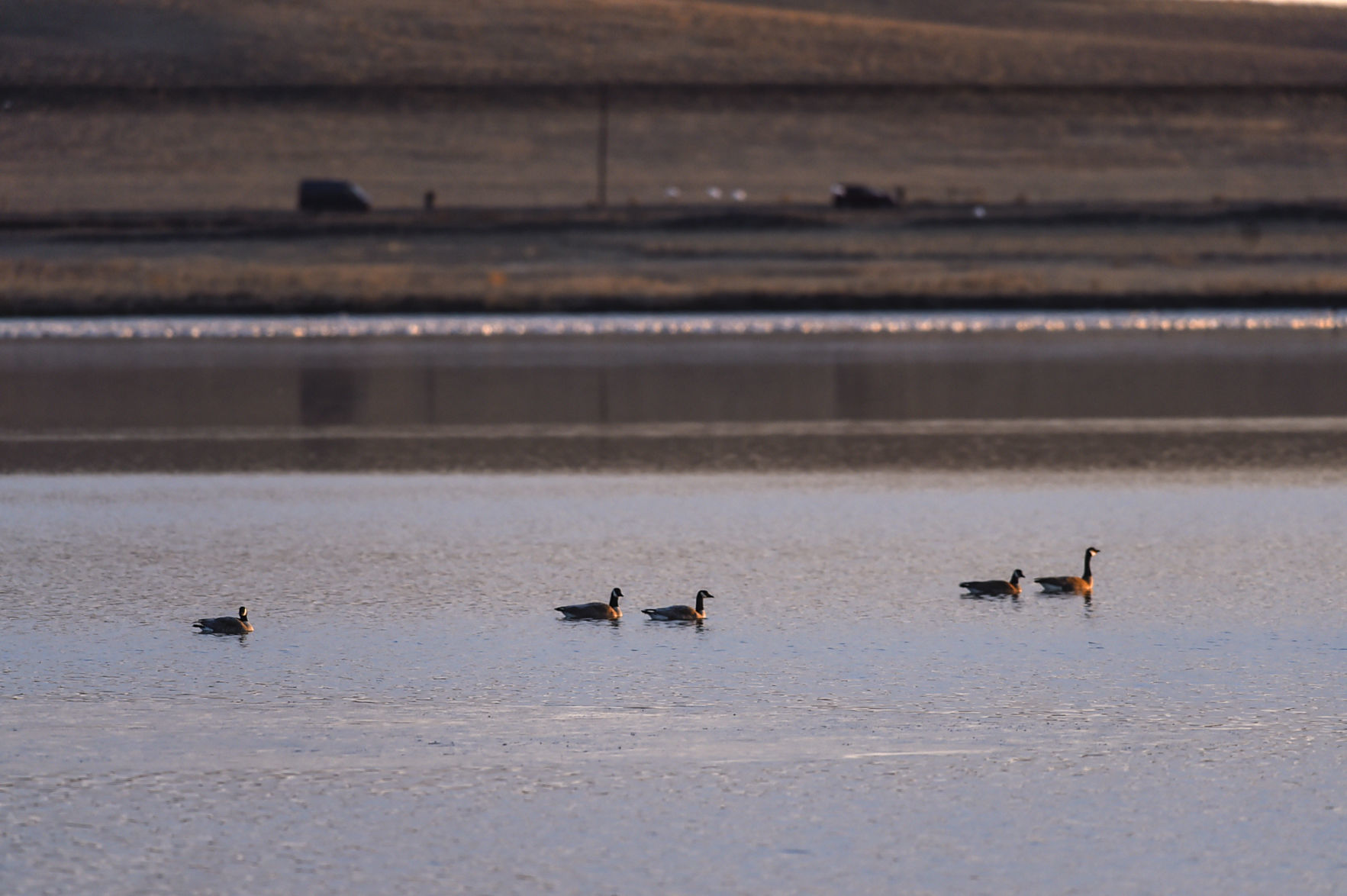 Freezout Lake Snow Goose Migration